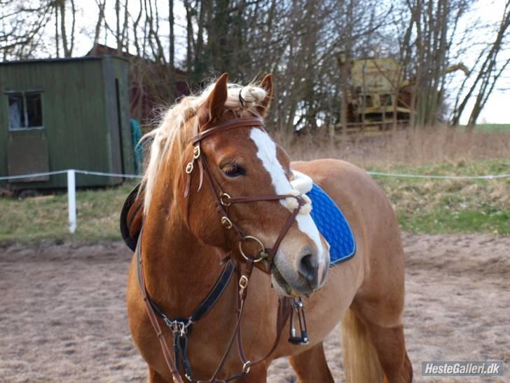 Haflinger Dreams Archi - fordi du er i mit hjerte ! <3 billede 13