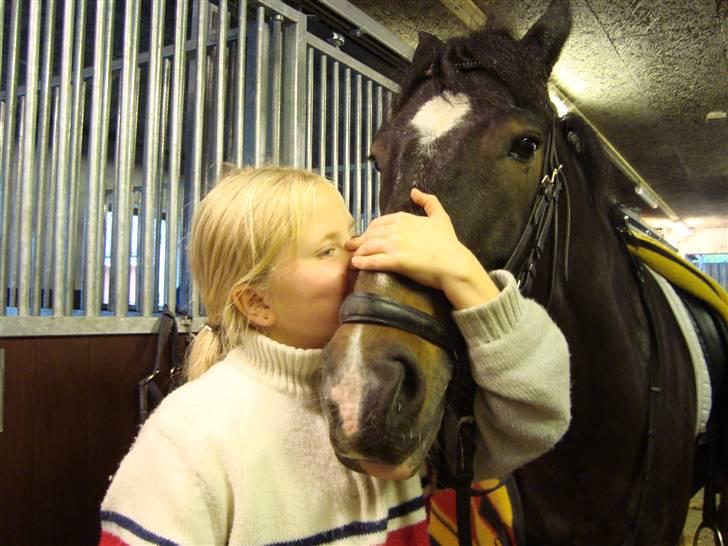 New Forest Daimy ( Cassiopeia ) - Jeg giver Daimy et lille kyss. billede 4