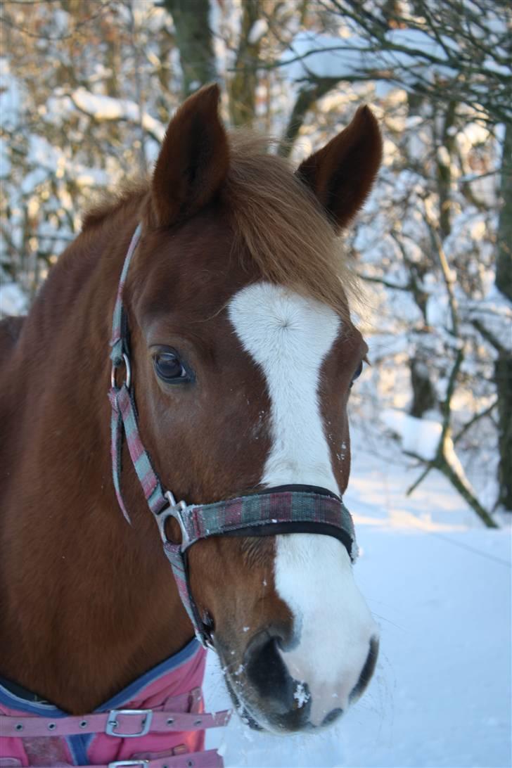 Hollandsk Sportspony Askepot billede 1