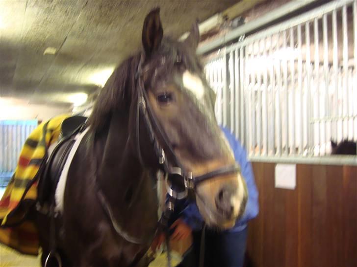 New Forest Daimy ( Cassiopeia ) - Herle har lige reddet på Daimy og er igang med at sadle Daimy af. billede 5