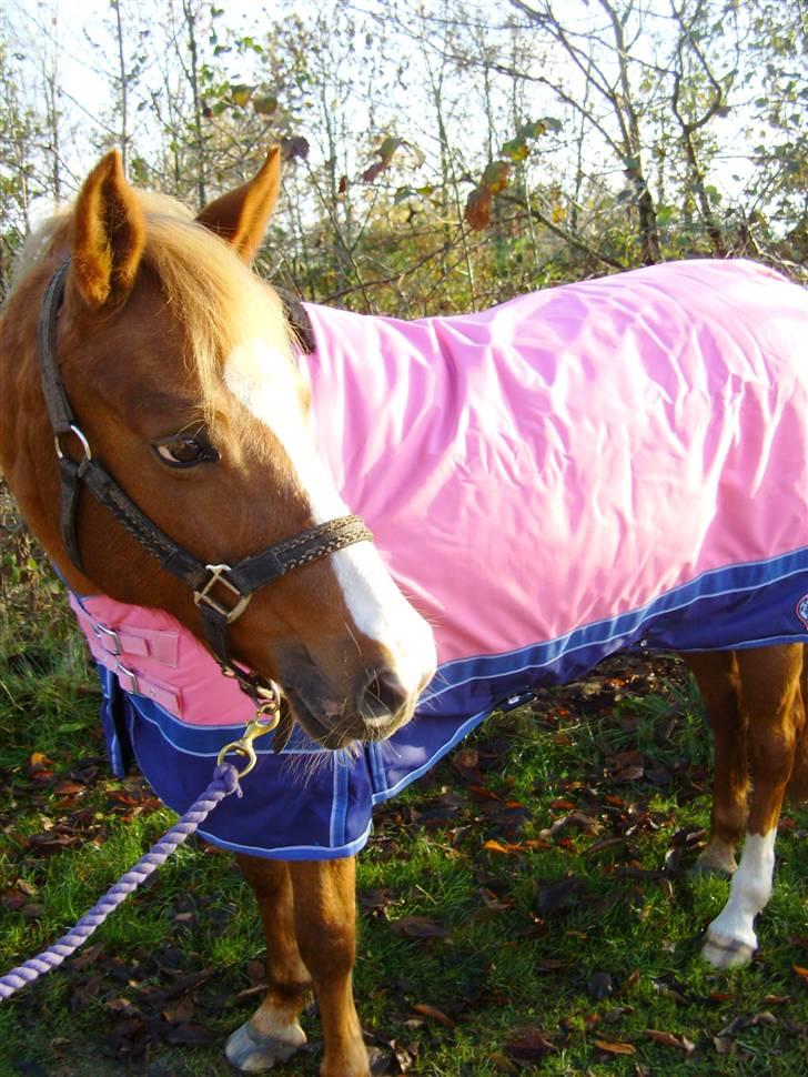 Hollandsk Sportspony Askepot billede 2