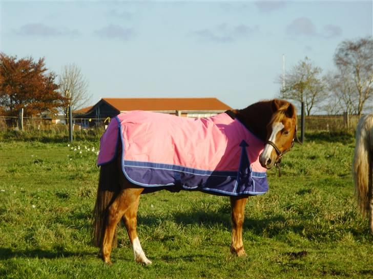 Hollandsk Sportspony Askepot billede 3