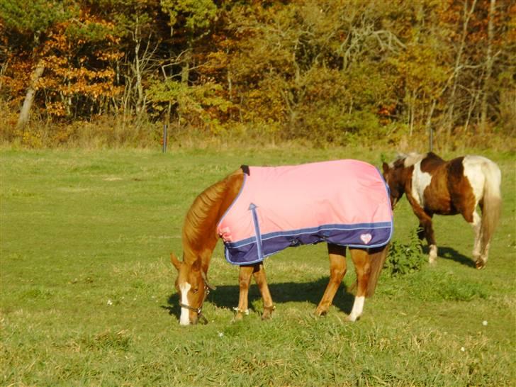 Hollandsk Sportspony Askepot billede 4