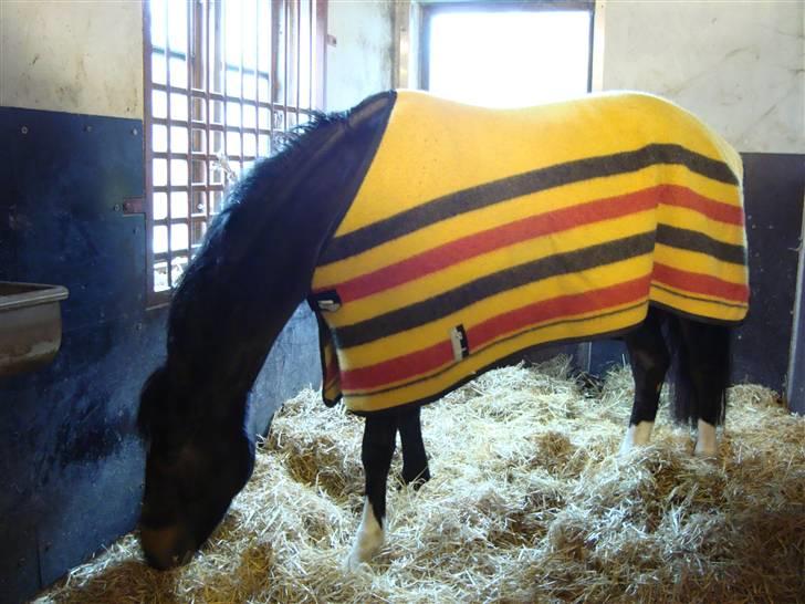 New Forest Daimy ( Cassiopeia ) - Her står Daimy i sin stald. billede 6