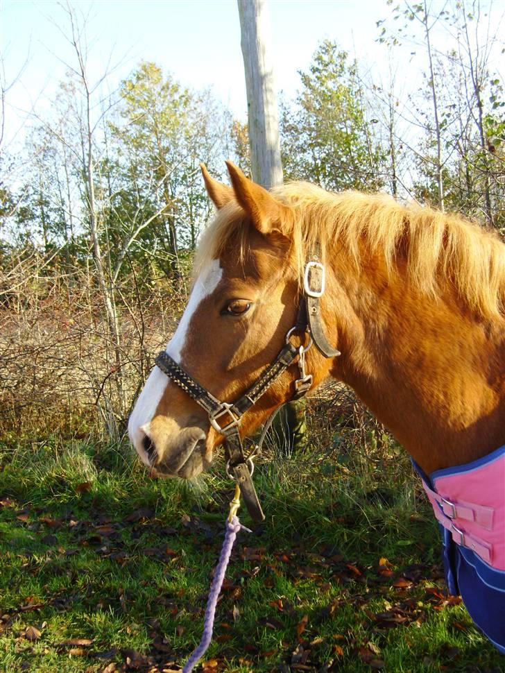 Hollandsk Sportspony Askepot billede 5