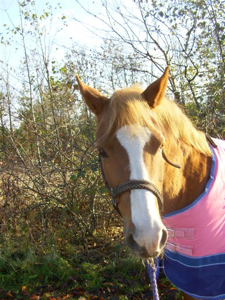 Hollandsk Sportspony Askepot billede 6