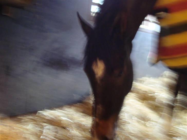 New Forest Daimy ( Cassiopeia ) - Her er Daimy´s smukke hovede. billede 7