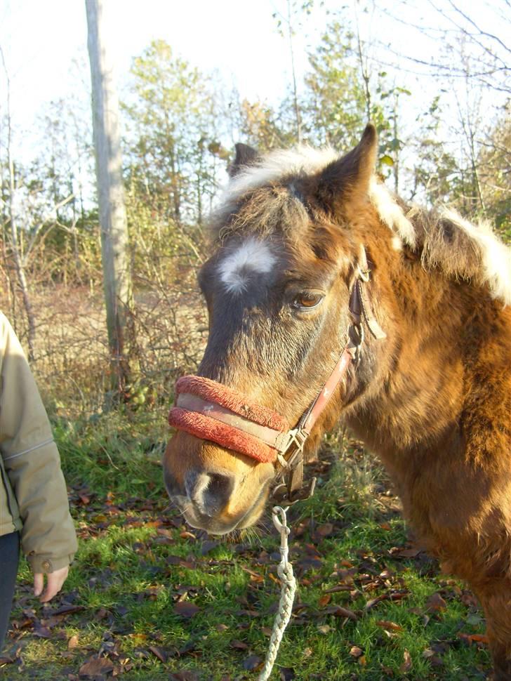 Anden særlig race Flicka *død* billede 1