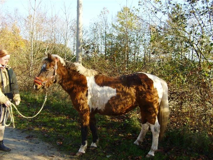 Anden særlig race Flicka *død* billede 2