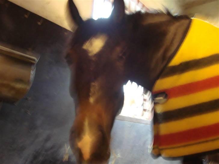 New Forest Daimy ( Cassiopeia ) - Har du noget med til mig nana??? billede 8