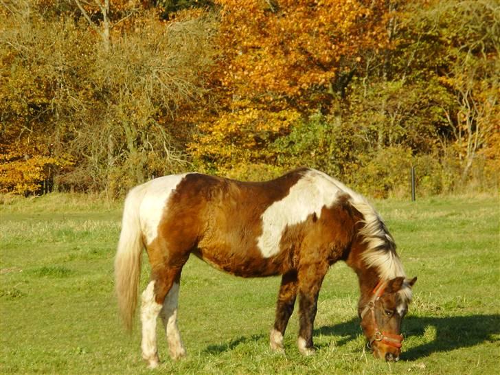 Anden særlig race Flicka *død* billede 3
