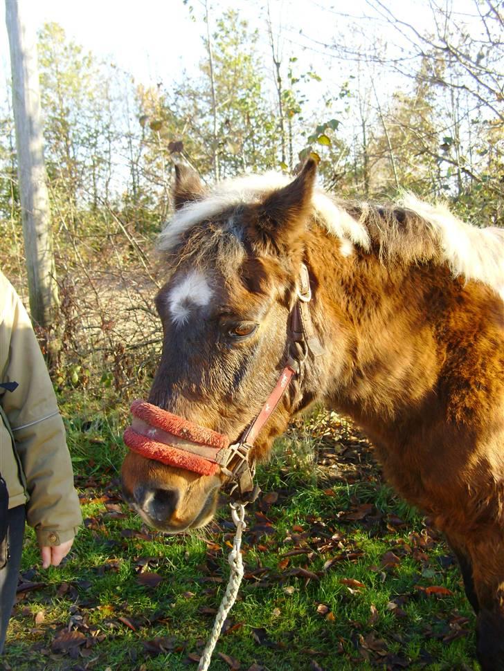 Anden særlig race Flicka *død* billede 4