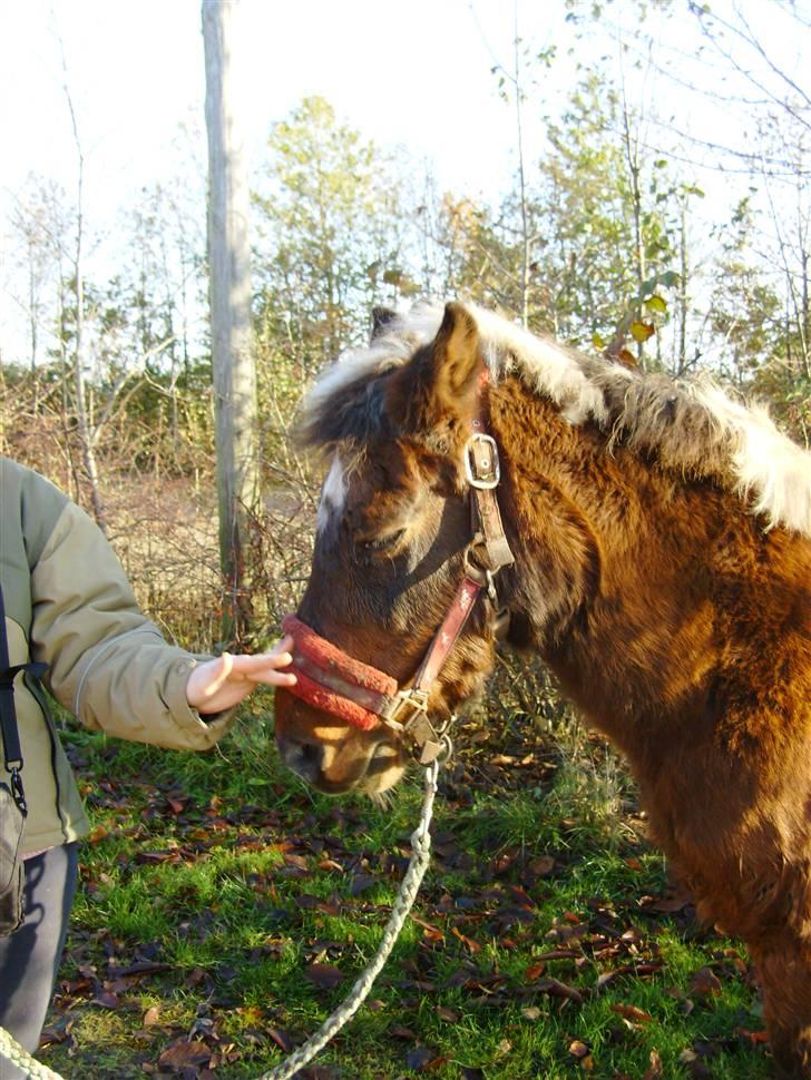Anden særlig race Flicka *død* billede 5