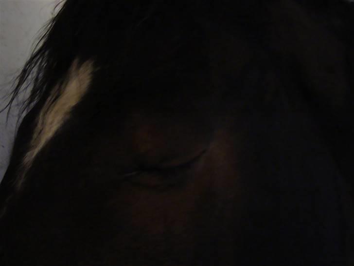 New Forest Daimy ( Cassiopeia ) - Daimy´s øje. billede 10