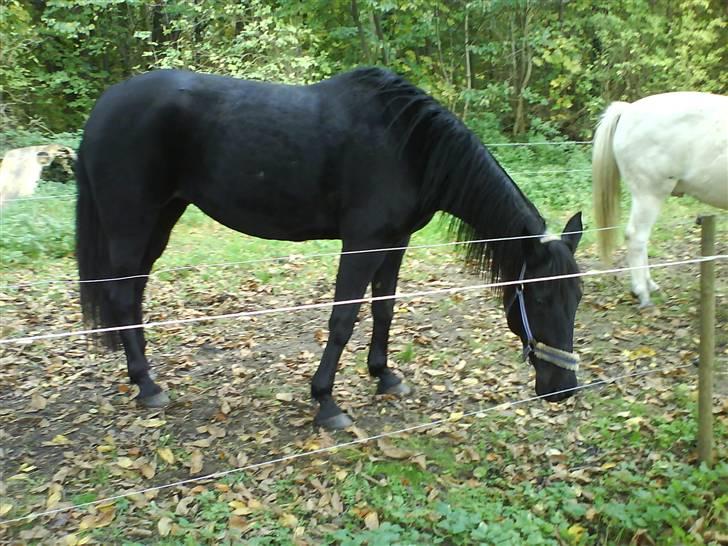 Traver Maggie Buttler*solgt :'(* billede 2