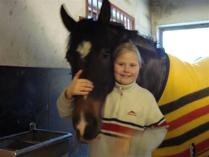 New Forest Daimy ( Cassiopeia ) - Vi hygger i boksen. billede 11