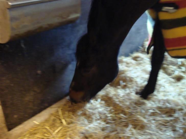 New Forest Daimy ( Cassiopeia ) - Jeg ser lige om der er noget jeg kan spise. billede 12