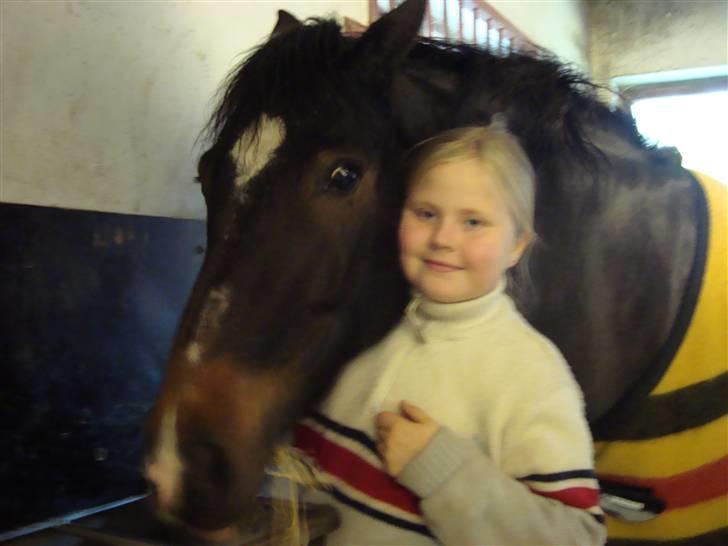 New Forest Daimy ( Cassiopeia ) - Daimy er træt. billede 13