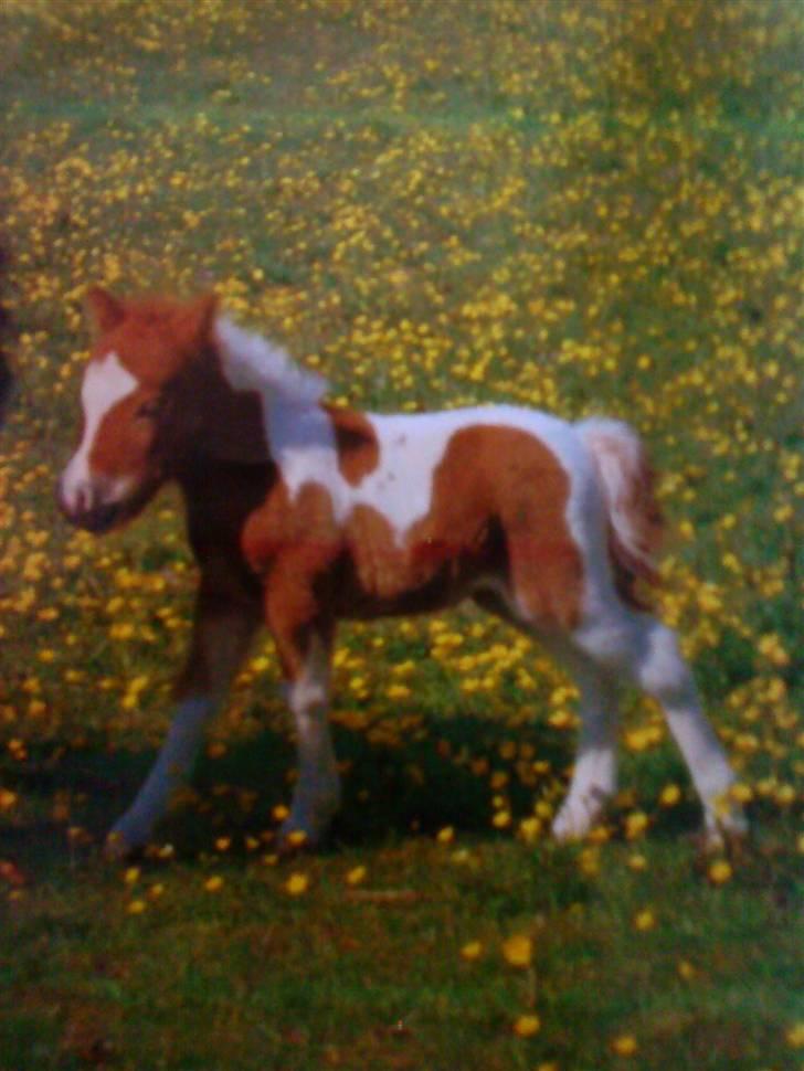 Shetlænder Ida - velkommen til Ida´s profil:D billede 1