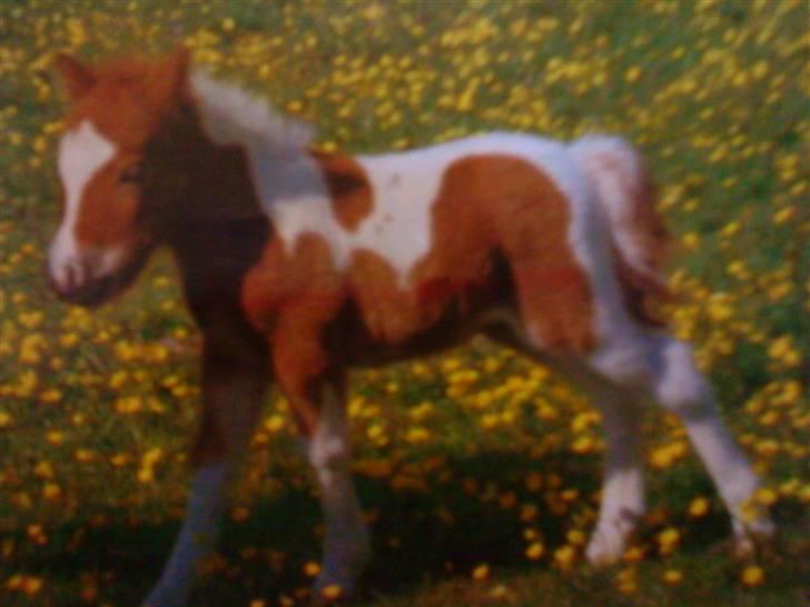 Shetlænder Ida - Her er hun hvor hun kun er nogle dage gammel:P billede 2