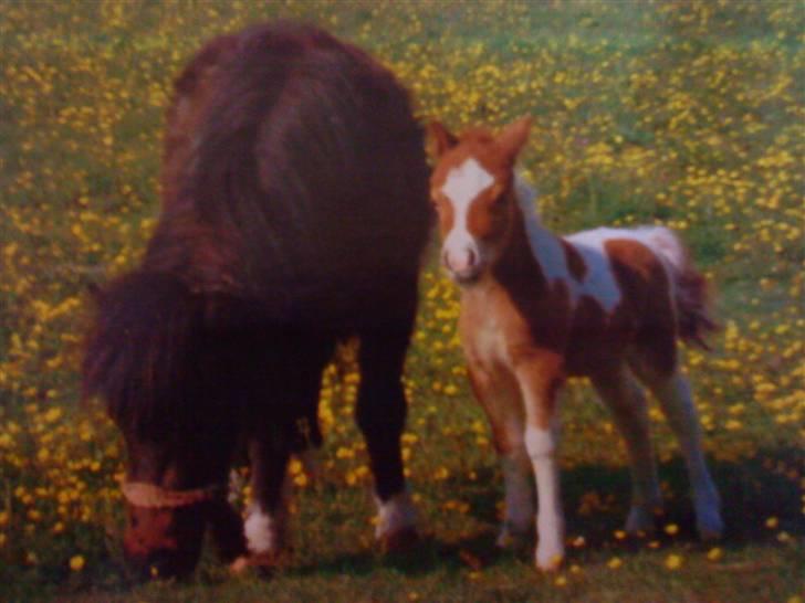 Shetlænder Ida - Hygge med mor (: billede 3
