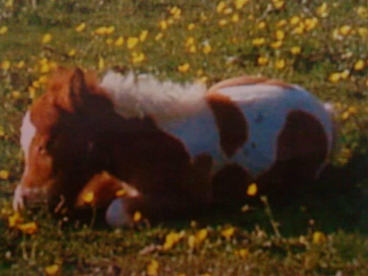 Shetlænder Ida - Slapper af:D billede 4