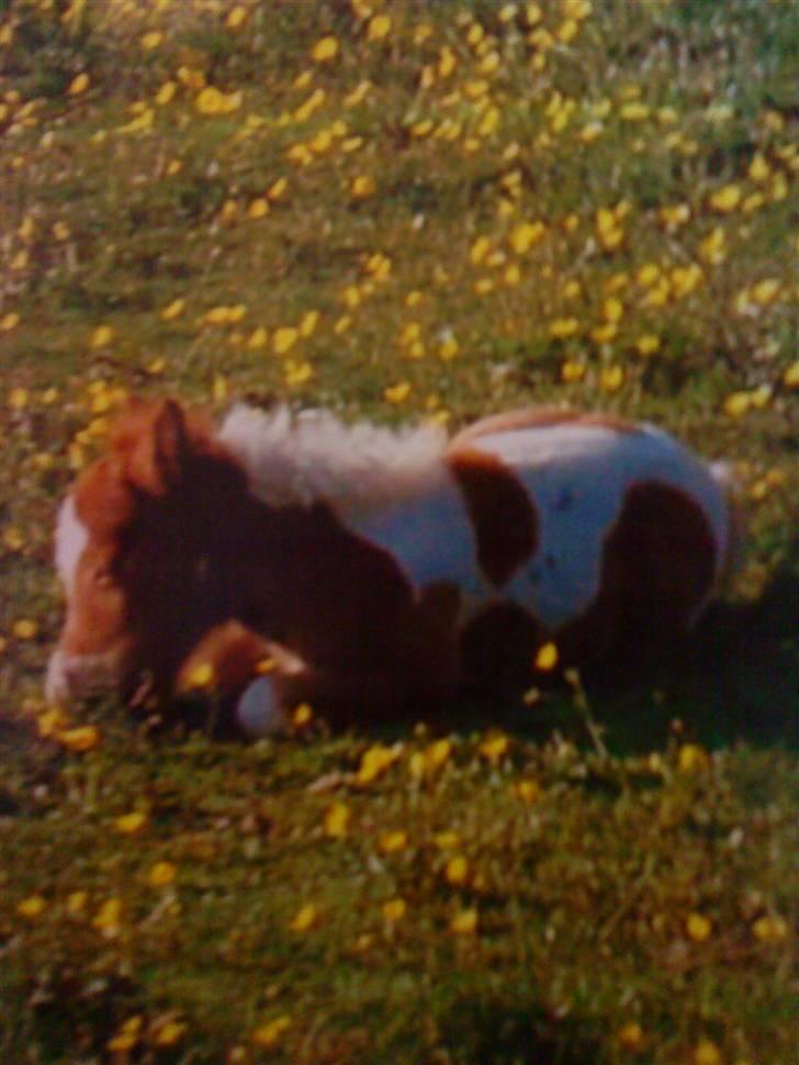 Shetlænder Ida - Slapper af igen:P billede 5