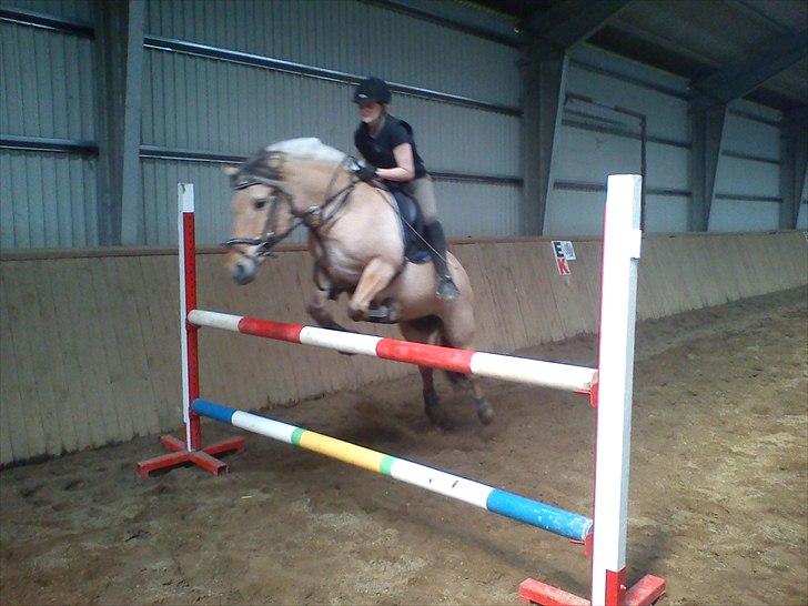 Fjordhest Hesselbjerg's Musse - et spring på 1 meter  billede 5