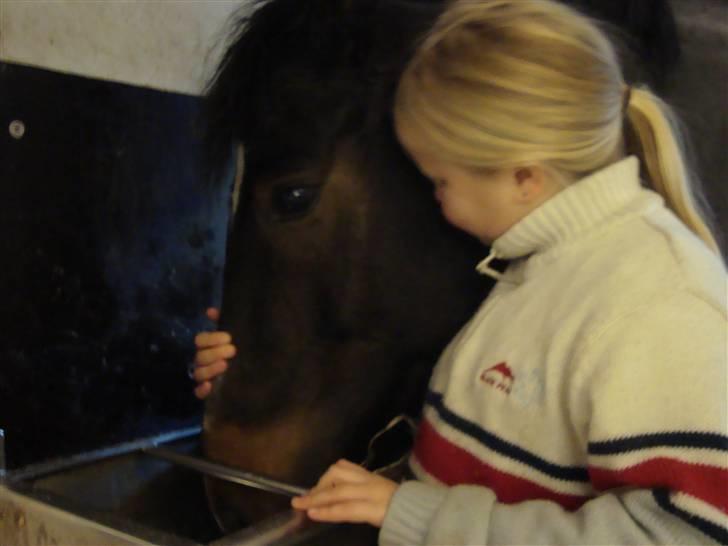 New Forest Daimy ( Cassiopeia ) - Daimy der er alser ikke noget mad. billede 16