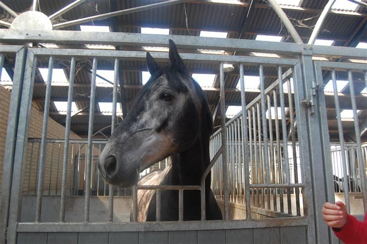 Trakehner Mont Blanc R.I.P. - Velkommen til Blances profil :D billede 1