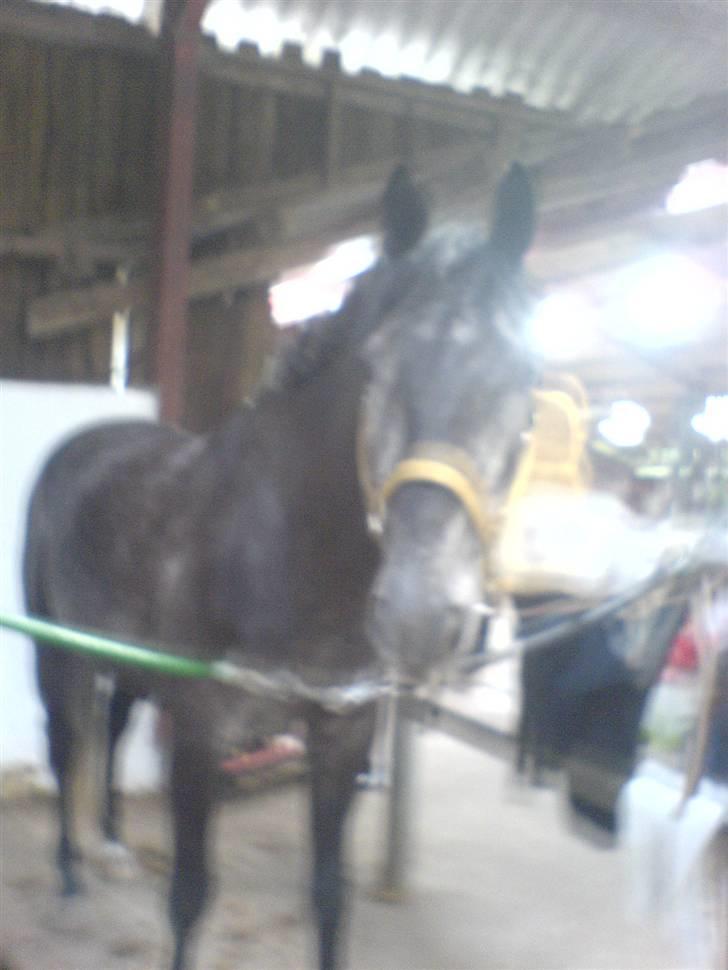 Trakehner Mont Blanc R.I.P. billede 2