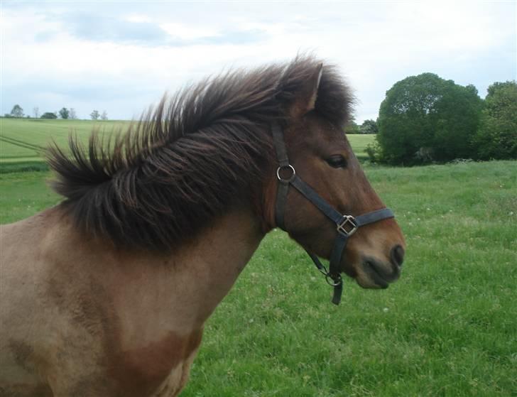 Islænder Jarpur fra Damgård SOLGT billede 20