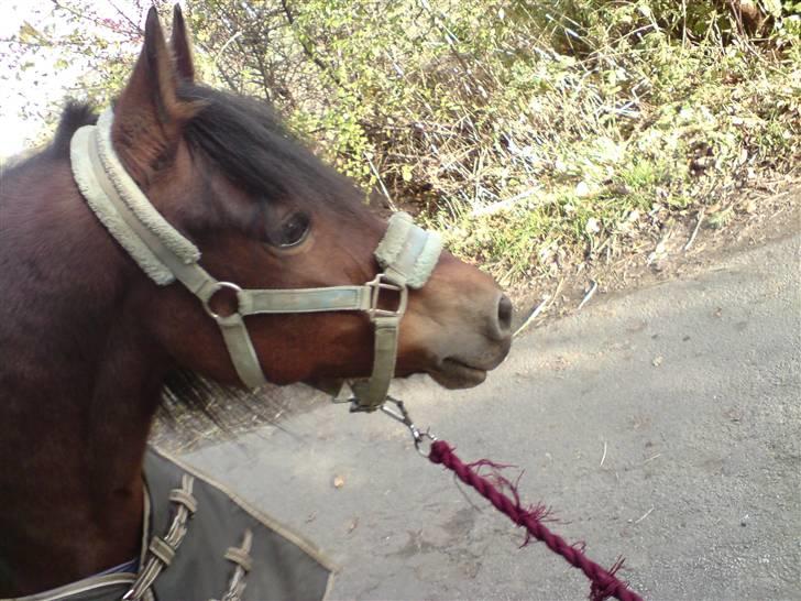 Welsh Pony af Cob-type (sec C) Åvangs Sunset <3 SOLGT :( billede 20