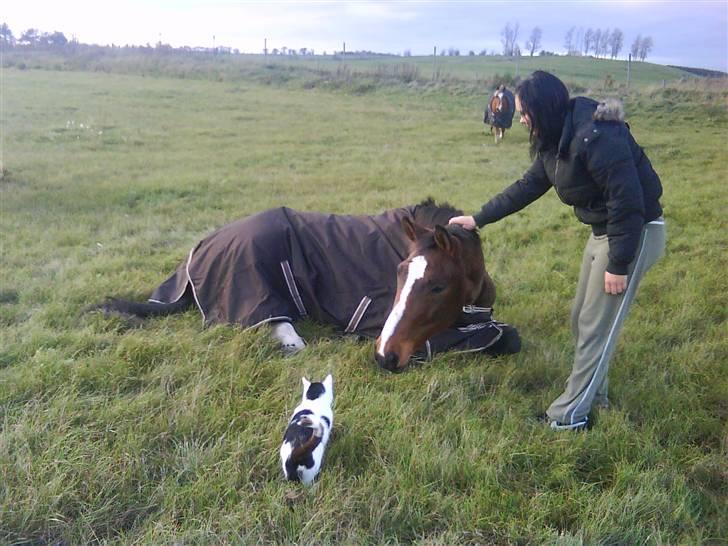 Dansk Varmblod Louisianna *R.I.P* <3  billede 6