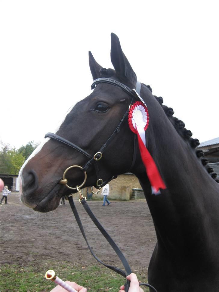 Dansk Varmblod Kildevangs lerika - Så blev vi Dh hoppe. Eksteriørkåring på Nørrelund hingstestation d 2.11.2008 billede 17