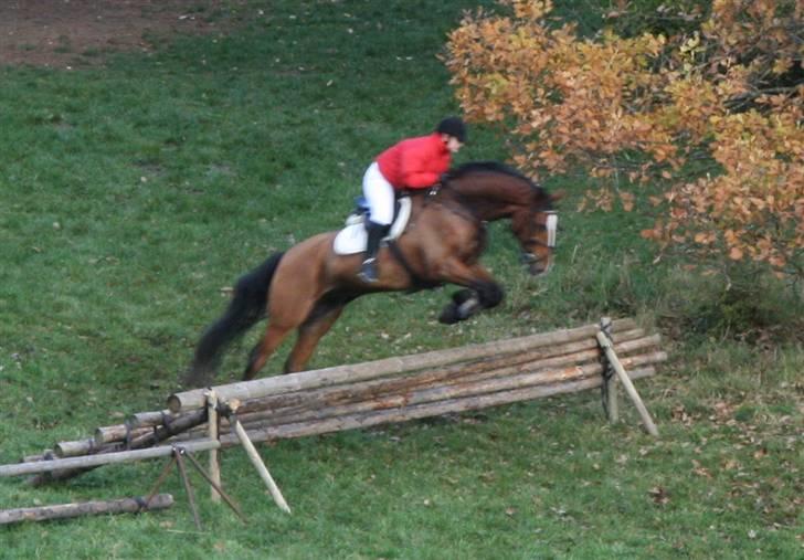 Hollandsk Varmblod Pamelius H - Palle og jeg til Hubertusjagt i Århus 2008. billede 14