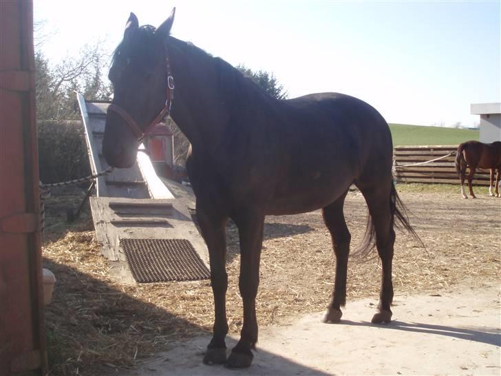 Anden særlig race Black Beauty af Rye billede 10