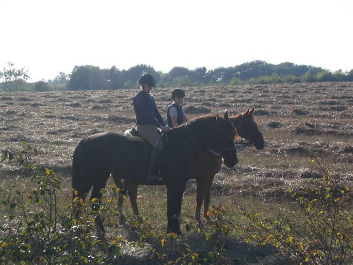 Anden særlig race Black Beauty af Rye billede 11