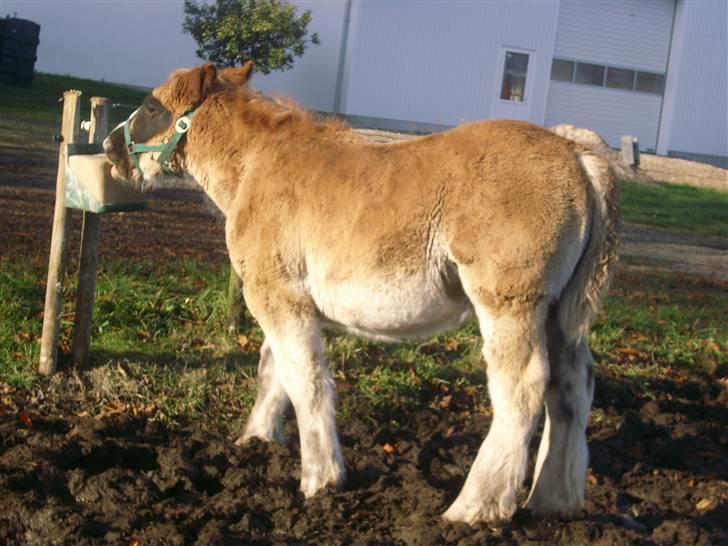 Jyde Rasmus - hal han li slik stenen : foto miig billede 6