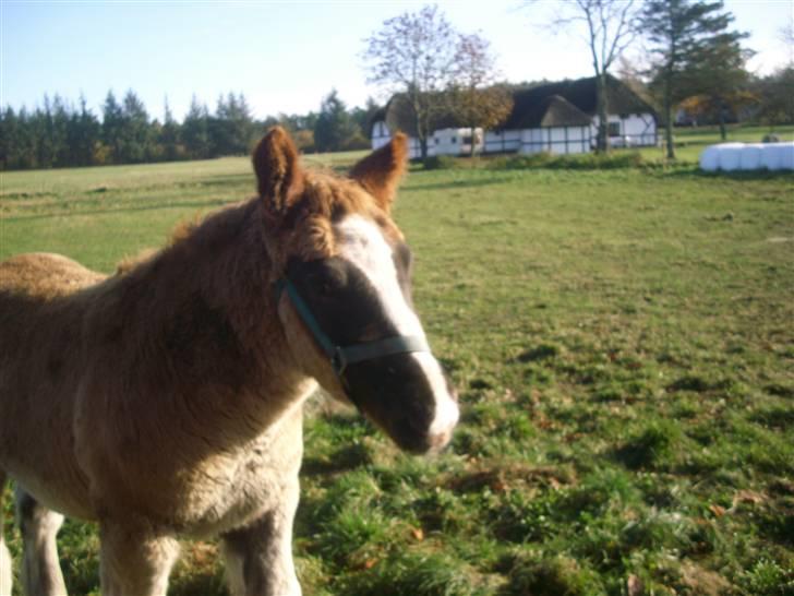 Jyde Rasmus - kæle røv : foto miig billede 7