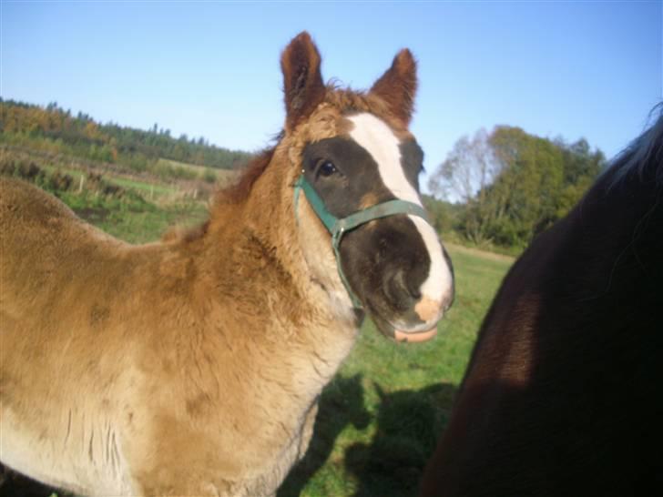 Jyde Rasmus - han elesker bare opmærksomhed : foto miig billede 8