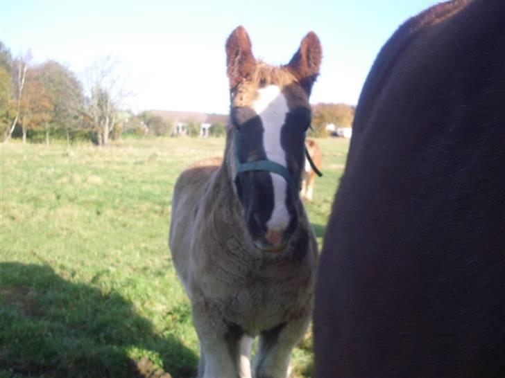 Jyde Rasmus - igen opmærksomhed opmærksomhed opmærksomhed : foto miig billede 9