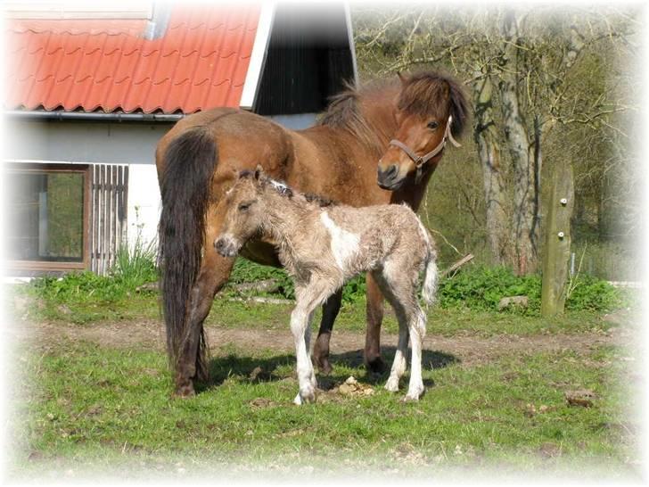 Islænder Depla fra Damgård - Her er Depla ganske ny kun ca. 15 mi. gammel  billede 2
