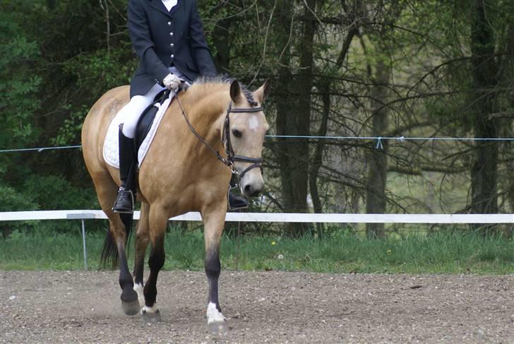 Anden særlig race Chanel *Solgt* - Fri skridt, lc2 :D Taget af Lea :) billede 10