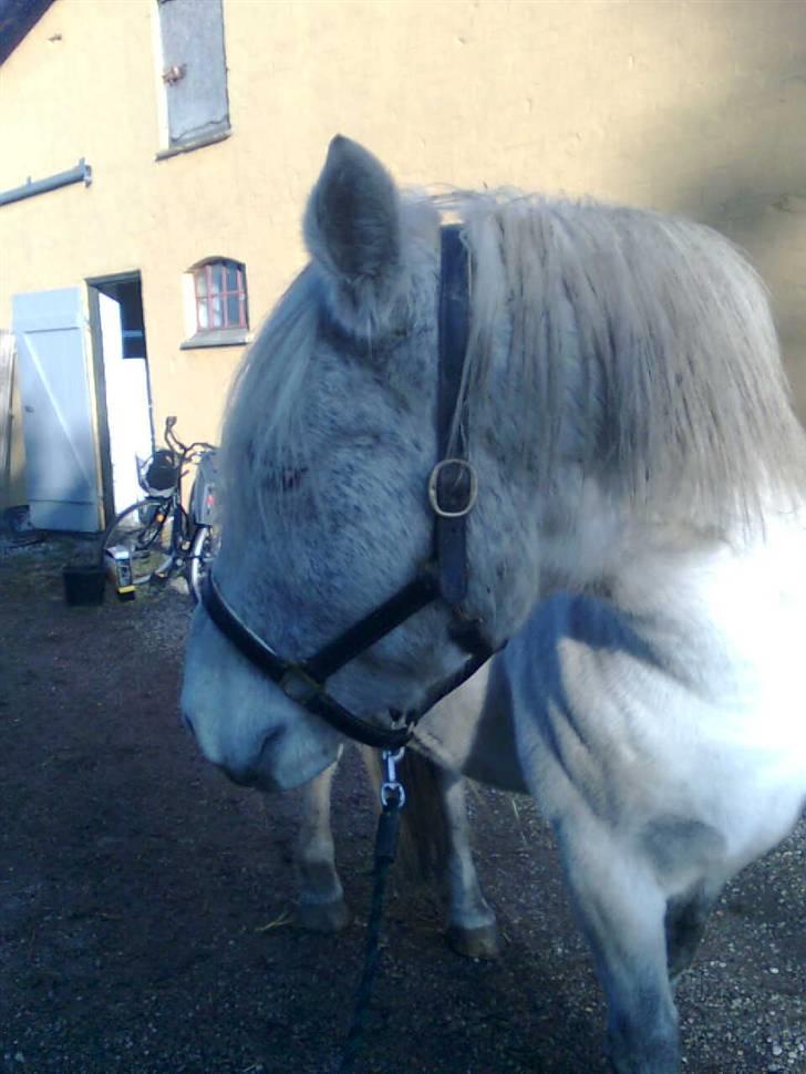 Anden særlig race Vilstrands Luffe billede 16