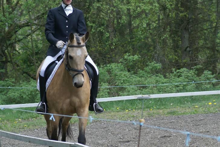 Anden særlig race Chanel *Solgt* - Dejlige pony<333   Taget af Lea :) billede 11