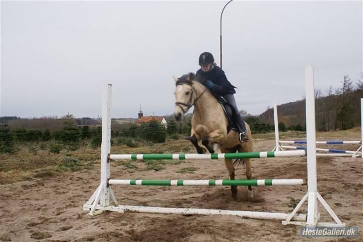 Anden særlig race Chanel *Solgt* - Vi springer 1 meter :D billede 12