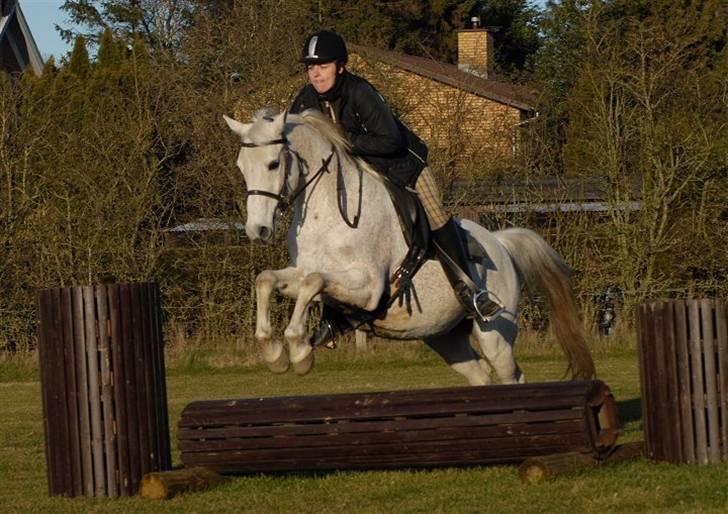 Arabisk fuldblod (OX) Zino ( SOLGT ) - Foto: Jani Pedersen billede 3
