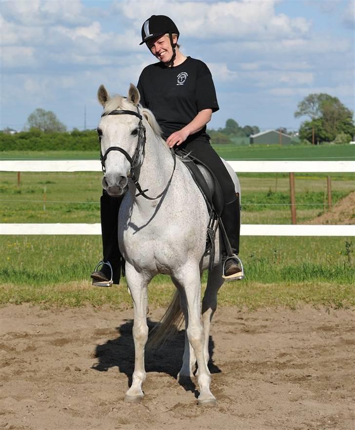 Arabisk fuldblod (OX) Zino ( SOLGT ) - Foto: Jani Pedersen billede 6