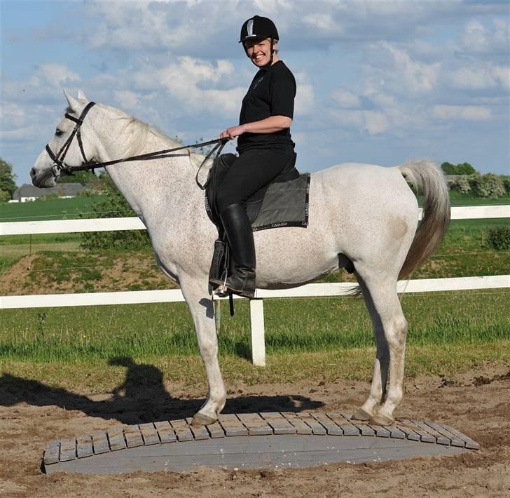 Arabisk fuldblod (OX) Zino ( SOLGT ) - Foto: Jani Pedersen zino oppe på broen for føste gang, sikke en udsigt :-) billede 7